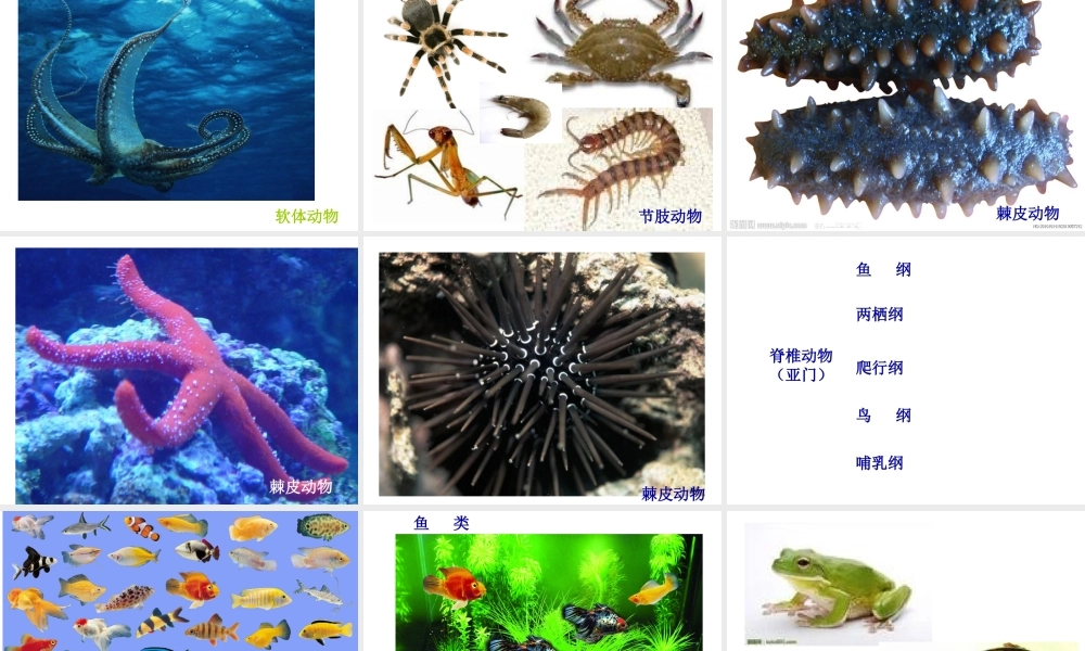 2014秋八年级生物上册 第五单元 第一章 第一节 腔肠动物和扁形动物课件 （新版）新人教版