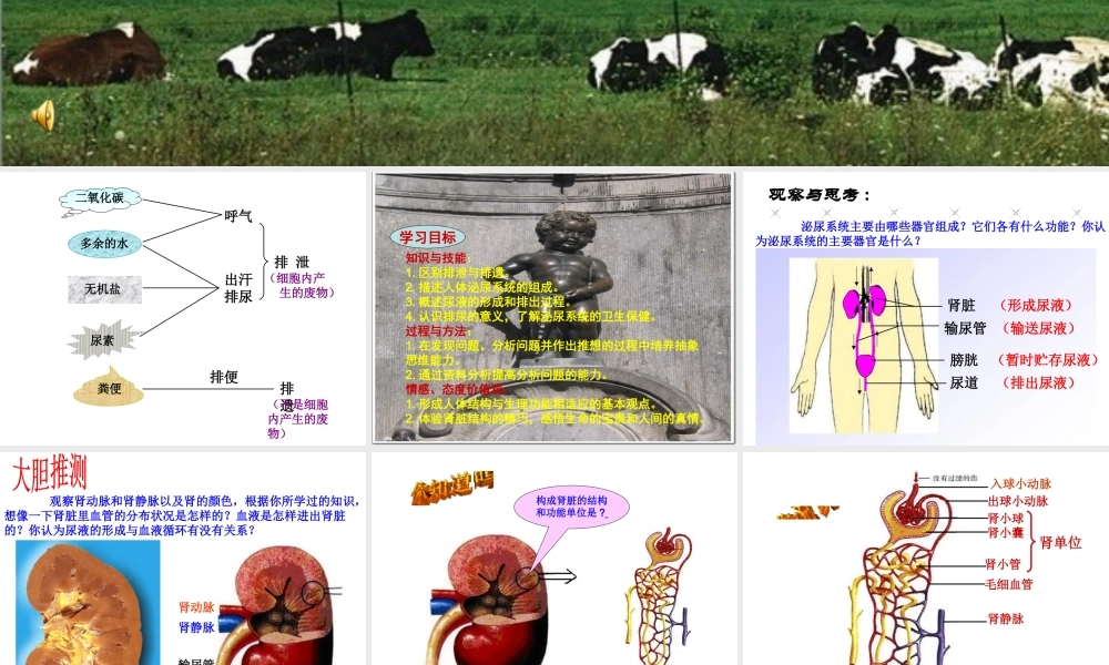 2014七年级生物下册 5 人体内废物的排出课件2 新人教版