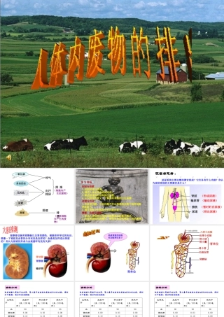 2014七年级生物下册 5 人体内废物的排出课件2 新人教版