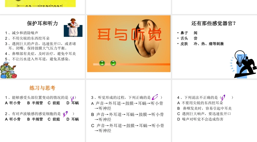 2014七年级生物下册 6.1 人体对外界环境的感知──耳与听觉课件1 新人教版