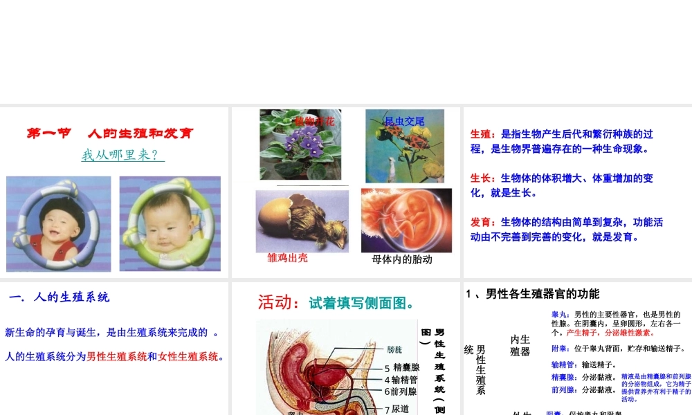 2014年秋八年级生物上册 第十九章 第一节 人的生殖和发育课件 北师大版