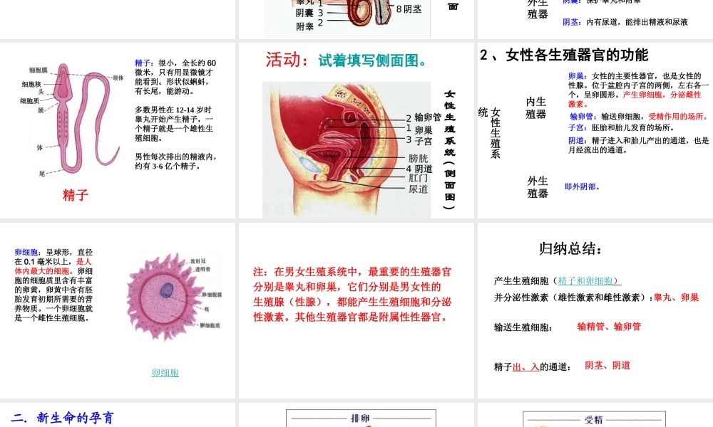 2014年秋八年级生物上册 第十九章 第一节 人的生殖和发育课件 北师大版