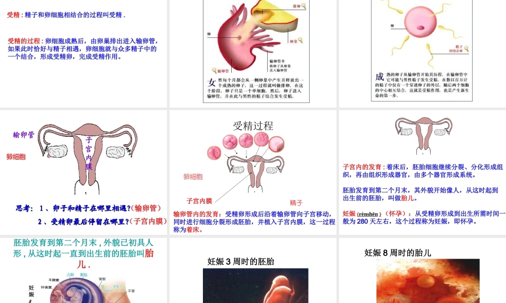 2014年秋八年级生物上册 第十九章 第一节 人的生殖和发育课件 北师大版