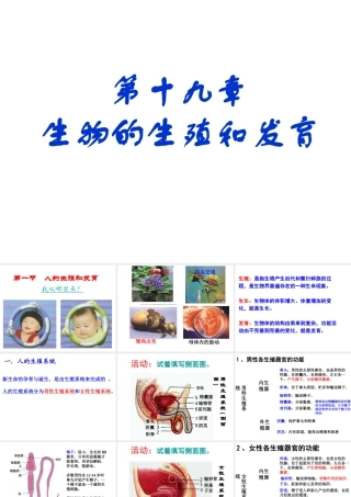 2014年秋八年级生物上册 第十九章 第一节 人的生殖和发育课件 北师大版