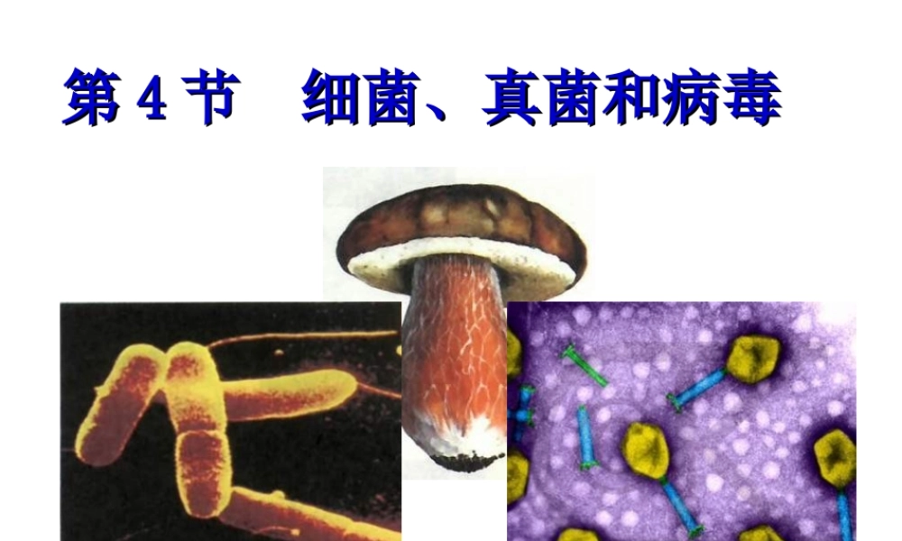 2014秋八年级生物下册 细菌、真菌和病毒课件 北师大版