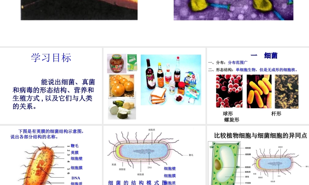 2014秋八年级生物下册 细菌、真菌和病毒课件 北师大版