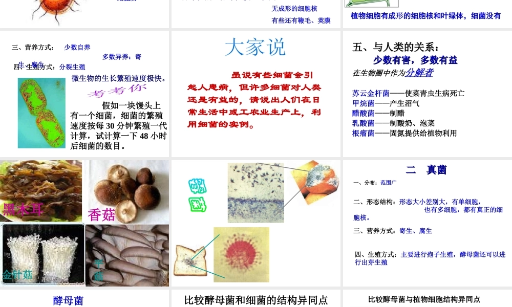 2014秋八年级生物下册 细菌、真菌和病毒课件 北师大版