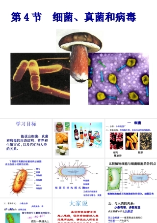 2014秋八年级生物下册 细菌、真菌和病毒课件 北师大版