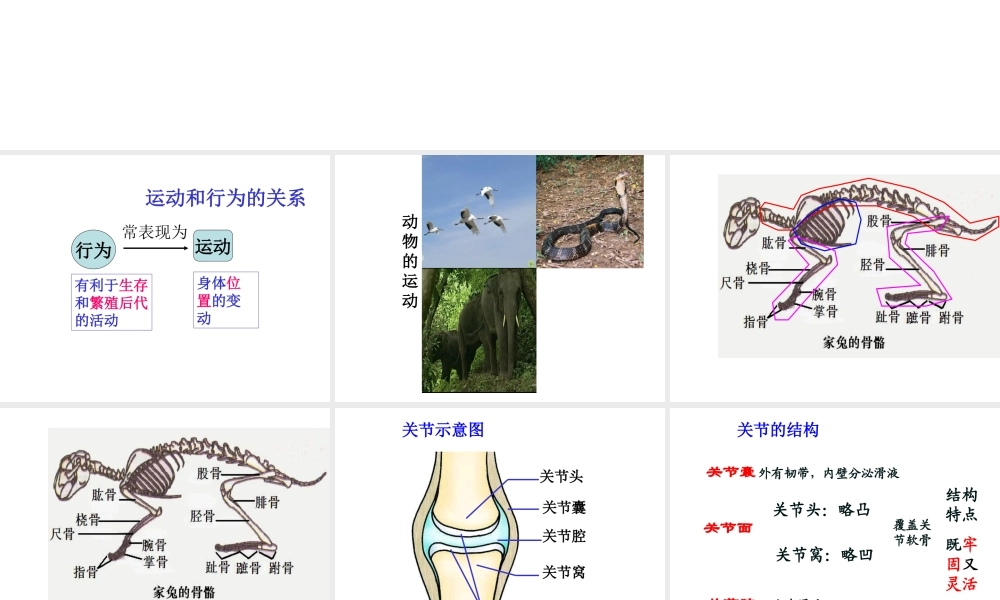 2014年秋八年级生物上册 第十六章 第二节 动物的行为课件 苏科版
