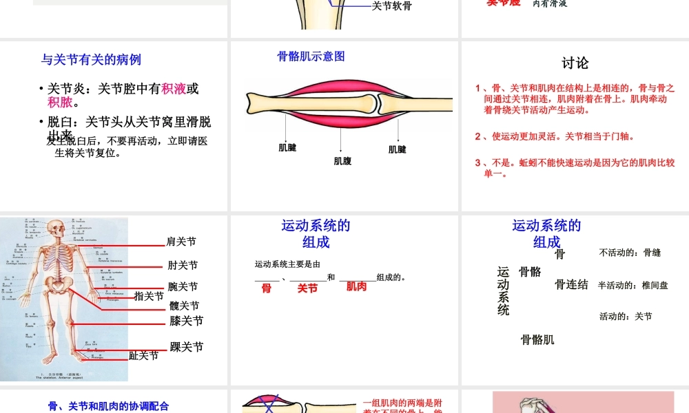 2014年秋八年级生物上册 第十六章 第二节 动物的行为课件 苏科版