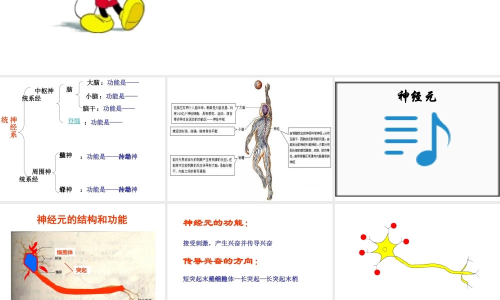 2014七年级生物下册 6.2 神经系统的组成课件 新人教版