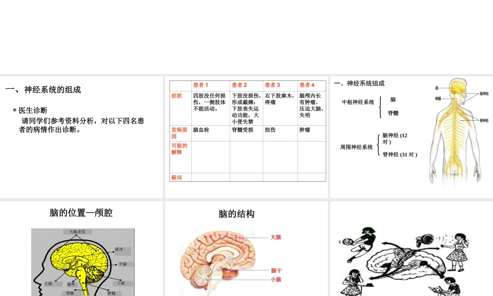 2014七年级生物下册 6.2 神经系统的组成课件1 新人教版