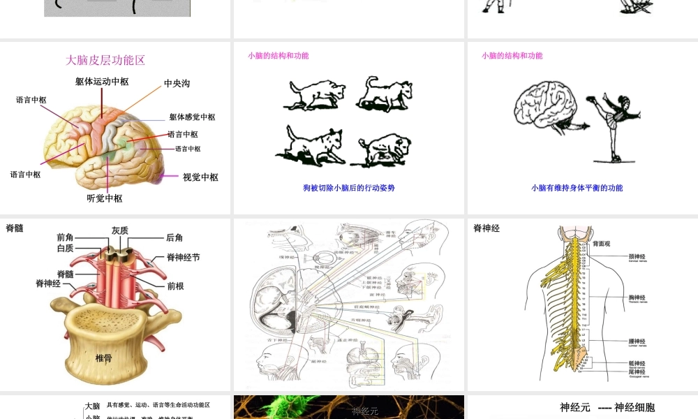 2014七年级生物下册 6.2 神经系统的组成课件1 新人教版