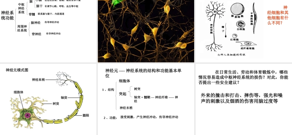 2014七年级生物下册 6.2 神经系统的组成课件1 新人教版