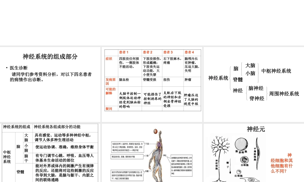 2014七年级生物下册 6.2 神经系统的组成课件2 新人教版