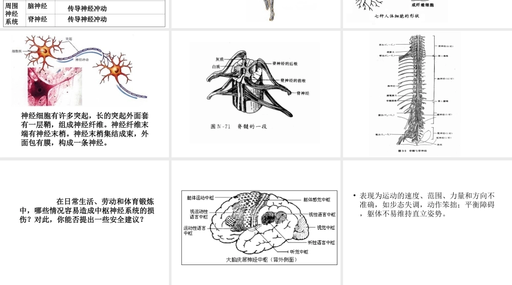 2014七年级生物下册 6.2 神经系统的组成课件2 新人教版