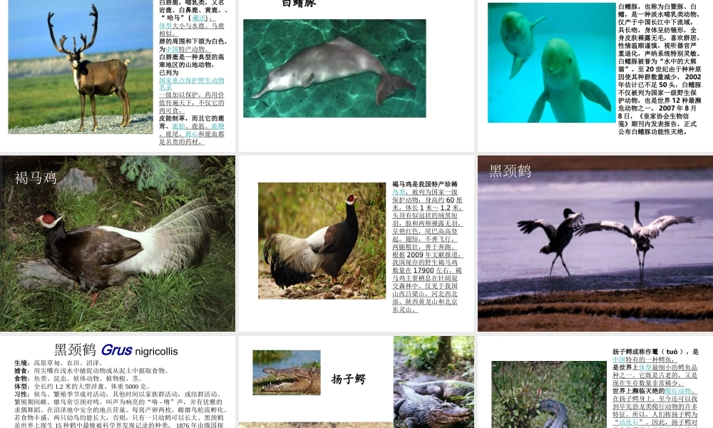 2014年秋八年级生物上册 第十七章 第二节 我国的动物资源课件 （新版）北师大版