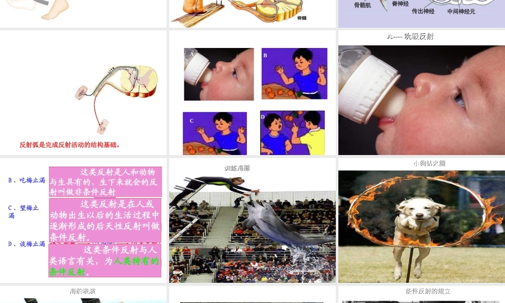 2014七年级生物下册 6.3 神经调节的基本方式课件1 新人教版