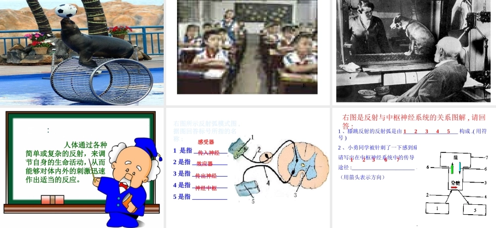 2014七年级生物下册 6.3 神经调节的基本方式课件1 新人教版