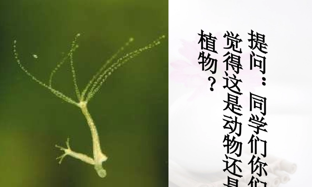 2014年秋八年级生物上册 第十五章 第一节 动物运动的方式课件 北师大版