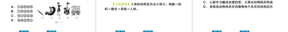 2014中考生物复习方案 物体的结构层次（考点聚焦+专项突破，含2013试题）课件 新人教版