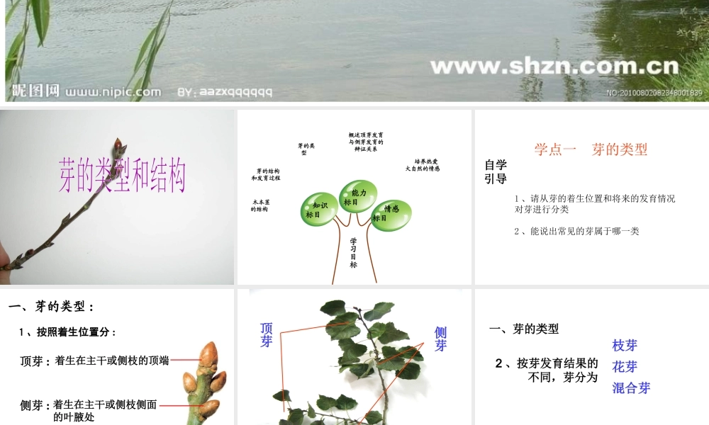 2014年秋八年级生物上册 第四单元 第一章 第六节 芽的类型和结构课件 济南版