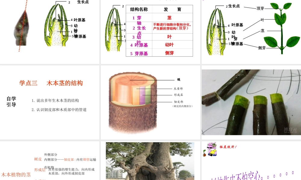2014年秋八年级生物上册 第四单元 第一章 第六节 芽的类型和结构课件 济南版