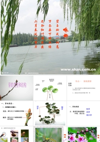 2014年秋八年级生物上册 第四单元 第一章 第六节 芽的类型和结构课件 济南版