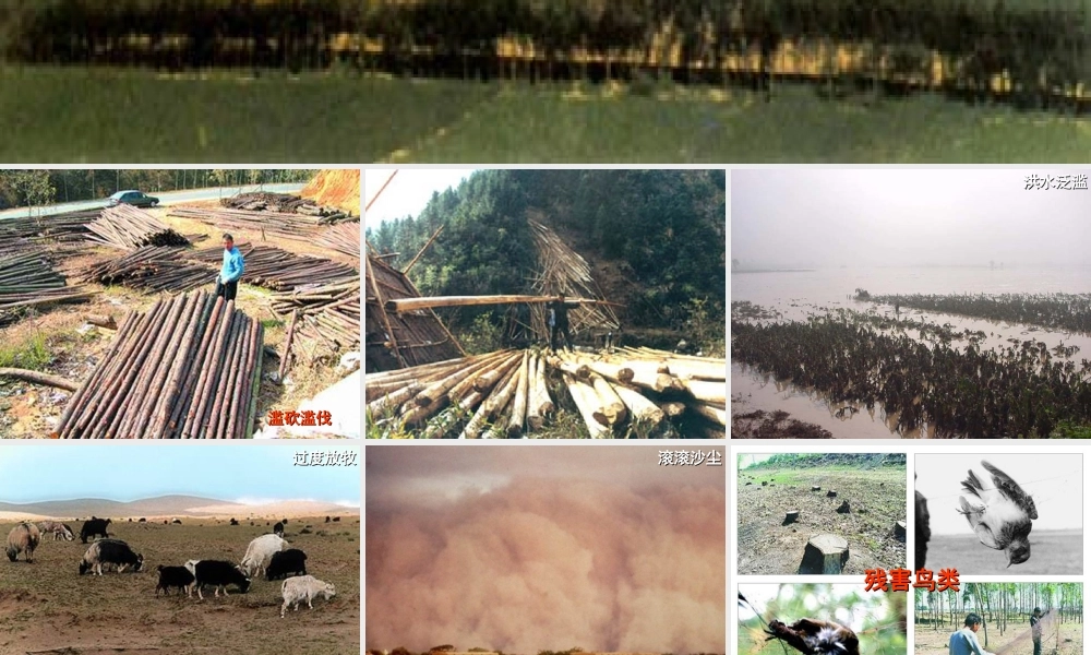 2014七年级生物下册 7.1 分析人类活动对生态环境的影响课件2 新人教版