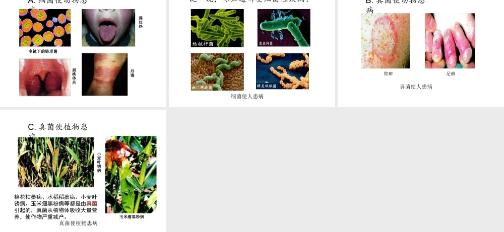 2014年秋八年级生物上册 第四章 第四节 细菌和真菌在自然界中的作用课件 （新版）新人教版