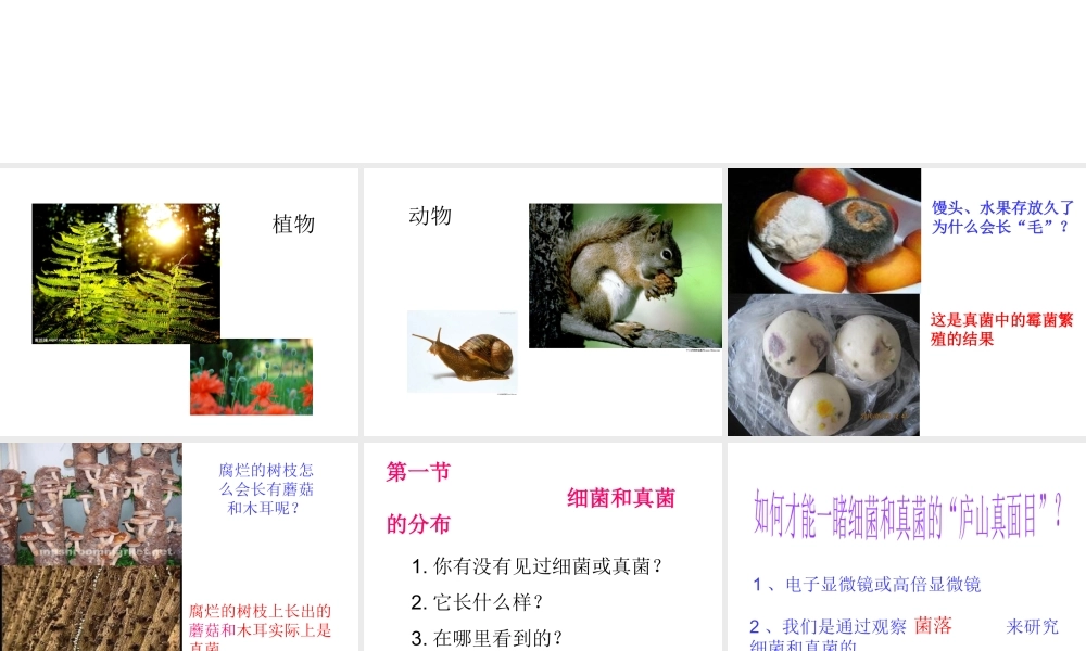 2014年秋八年级生物上册 第四章 第一节 细菌和真菌的分布课件 新人教版