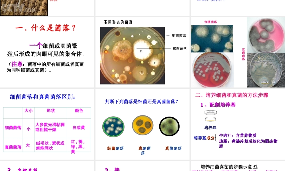 2014年秋八年级生物上册 第四章 第一节 细菌和真菌的分布课件 新人教版