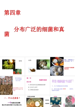 2014年秋八年级生物上册 第四章 第一节 细菌和真菌的分布课件 新人教版