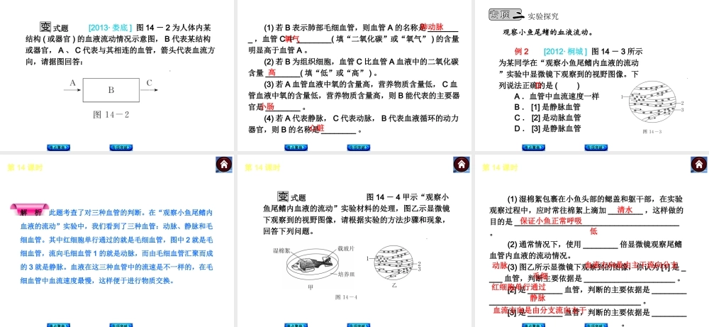 2014中考生物复习方案 血液、血管和血型、输血（考点聚焦+专项突破，含2013试题）课件 新人教版