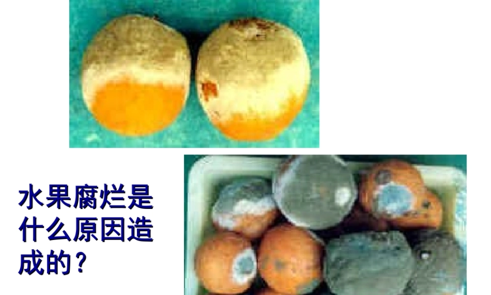 2014年秋八年级生物上册 第四章 第一节 细菌和真菌的分布课件1 新人教版