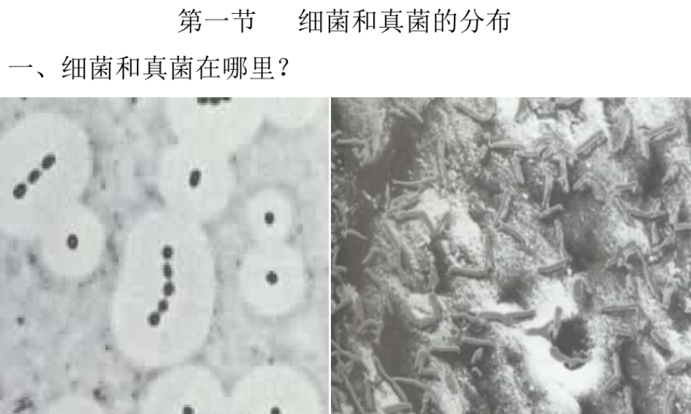 2014年秋八年级生物上册 第四章 第一节 细菌和真菌的分布课件2 新人教版