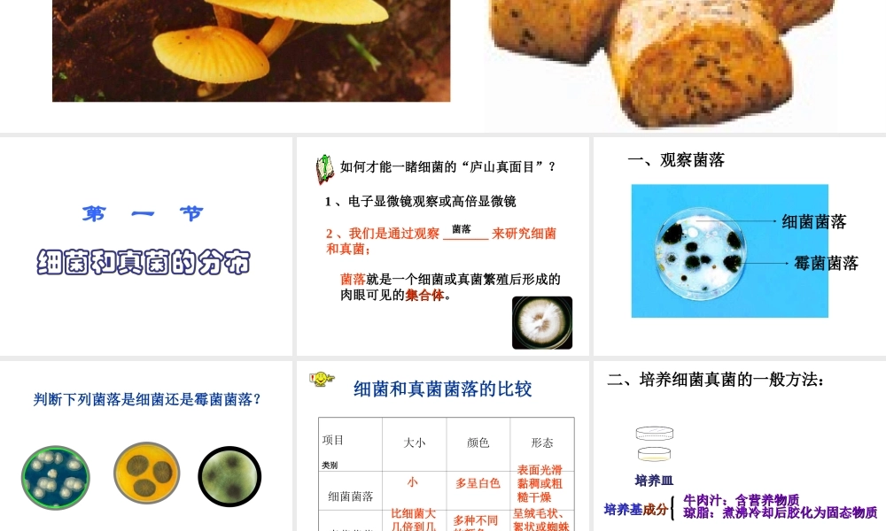 2014年秋八年级生物上册 第四章 第一节 细菌和真菌的分布课件3 新人教版