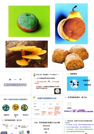 2014年秋八年级生物上册 第四章 第一节 细菌和真菌的分布课件3 新人教版