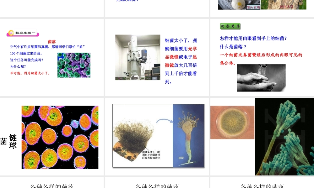 2014年秋八年级生物上册 第四章 第一节 细菌和真菌的分布课件4 新人教版