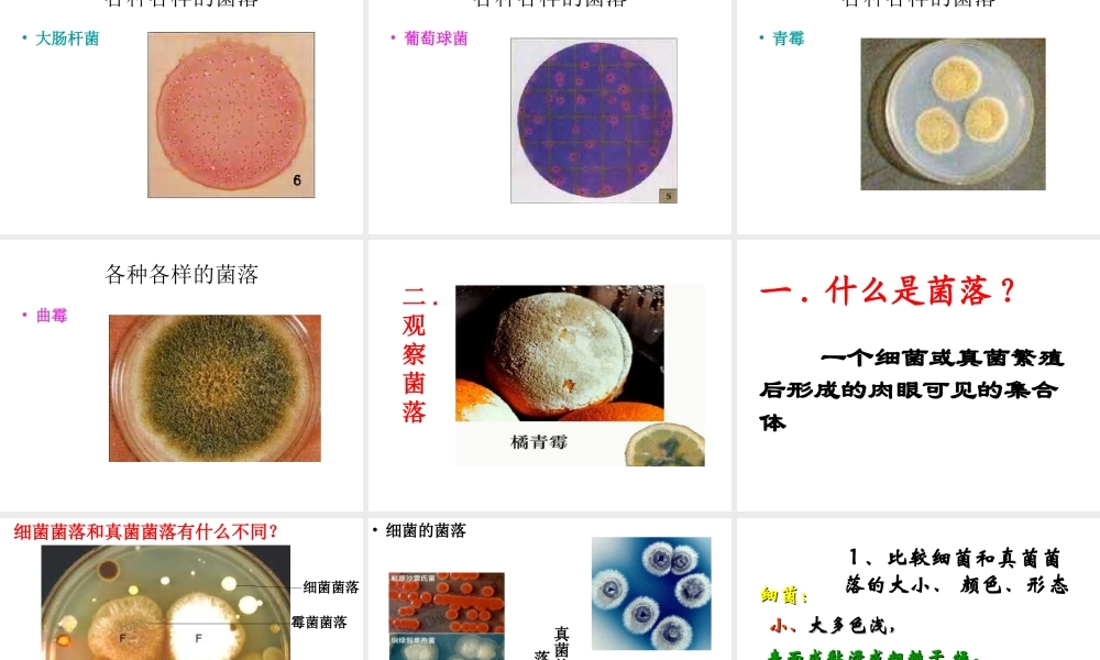2014年秋八年级生物上册 第四章 第一节 细菌和真菌的分布课件4 新人教版