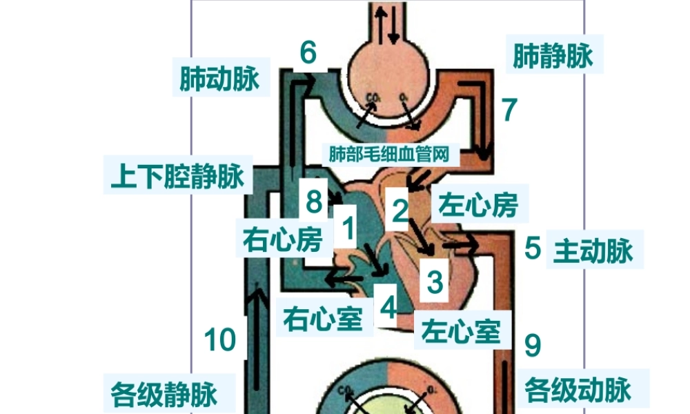 2014七年级生物下册 第三章 第三节 物质运输的途径课件 济南版