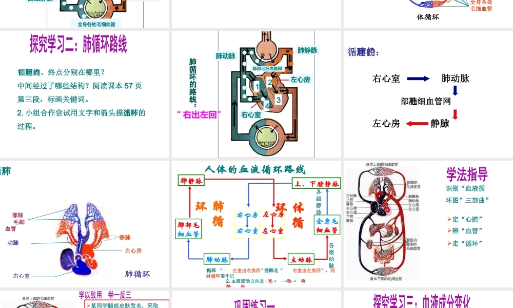 2014七年级生物下册 第三章 第三节 物质运输的途径课件 济南版