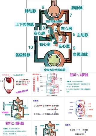 2014七年级生物下册 第三章 第三节 物质运输的途径课件 济南版