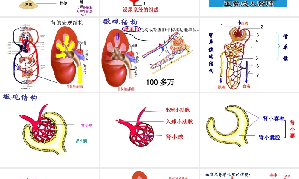 2014七年级生物下册 第五章 人体内废物的排出课件 新人教版