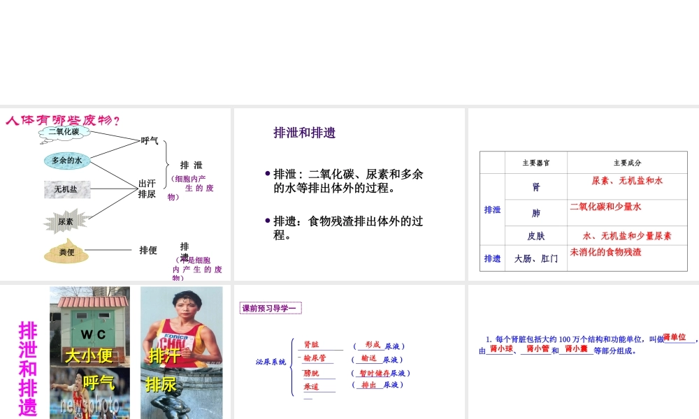 2014七年级生物下册 第五章 体内废物的排出课件 新人教版