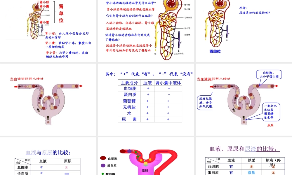 2014七年级生物下册 第五章 体内废物的排出课件 新人教版