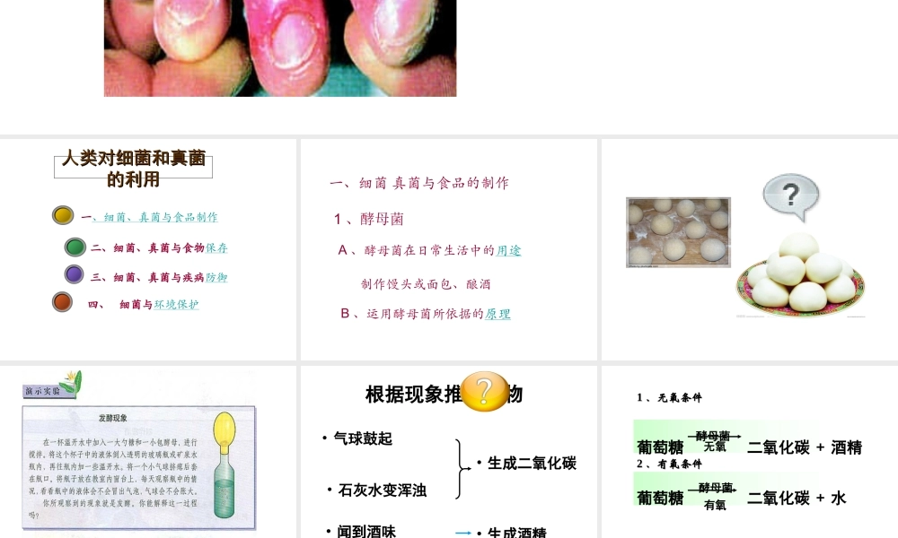 2014年秋八年级生物上册 第五单元 第五章 第二节 人类对细菌和真菌的利用课件 新人教版