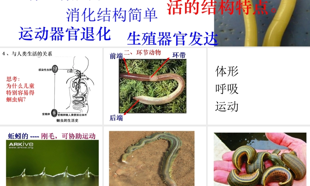 2014年秋八年级生物上册 第五单元 第一 章第二节 线形动物与环节动物课件 （新版）新人教版