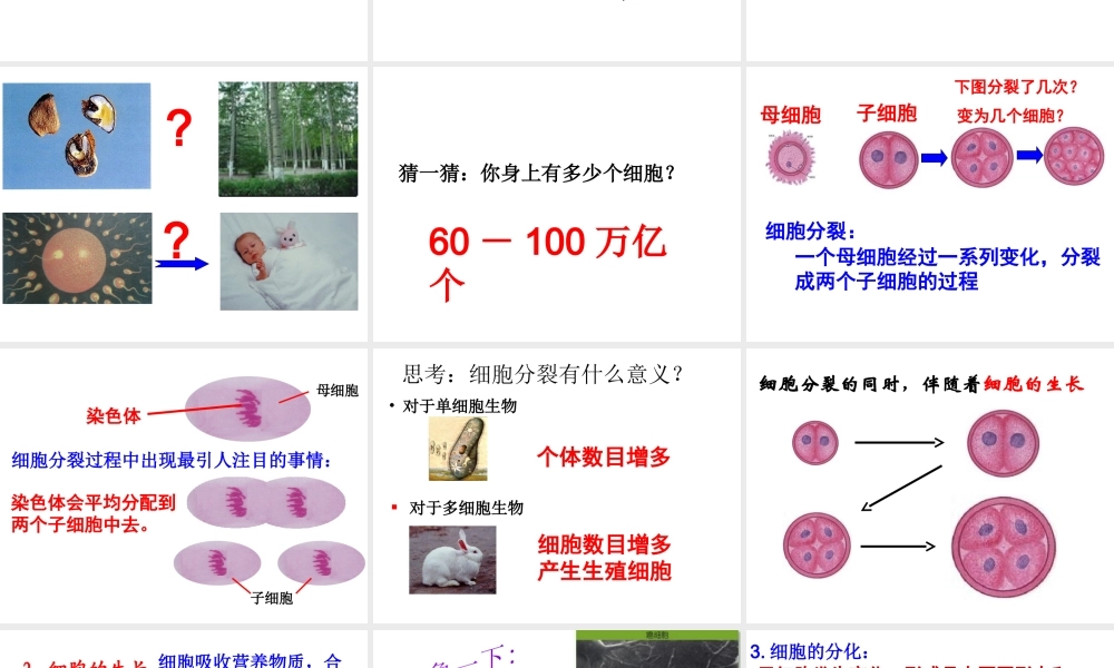 2014秋七年级科学上册 2.3 生物体的结构层次（第1课时）课件 浙教版