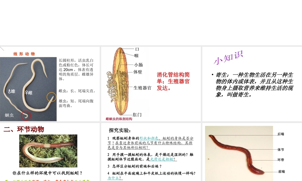 2014年秋八年级生物上册 第五单元 第一章 第二节 线性和环节动物课件 （新版）新人教版